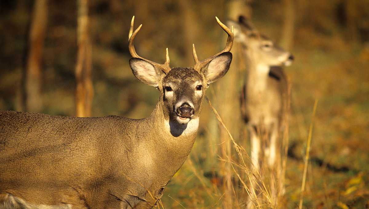Pennsylvania deer harvest numbers released