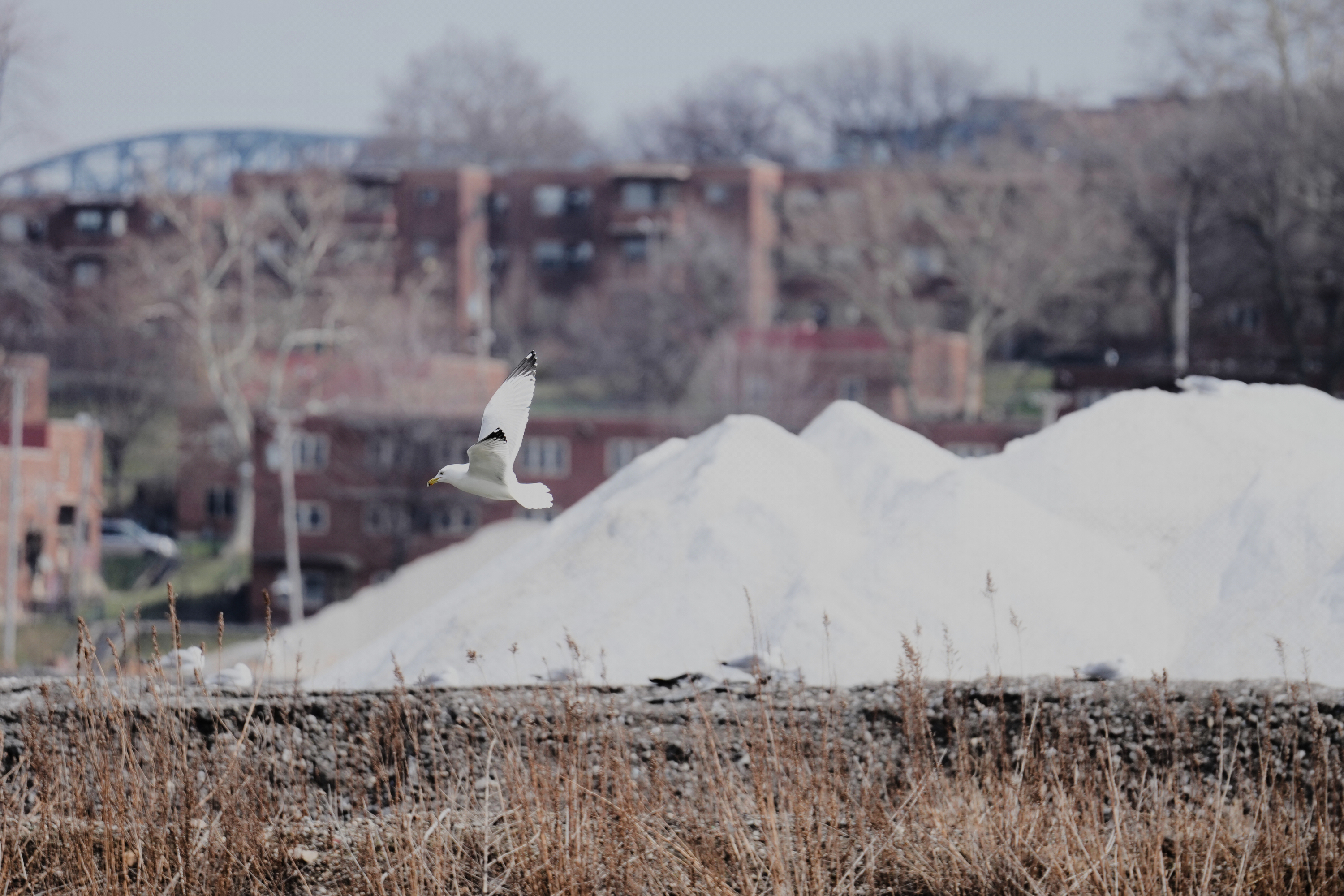 A seagull flies past piles of rock salt.