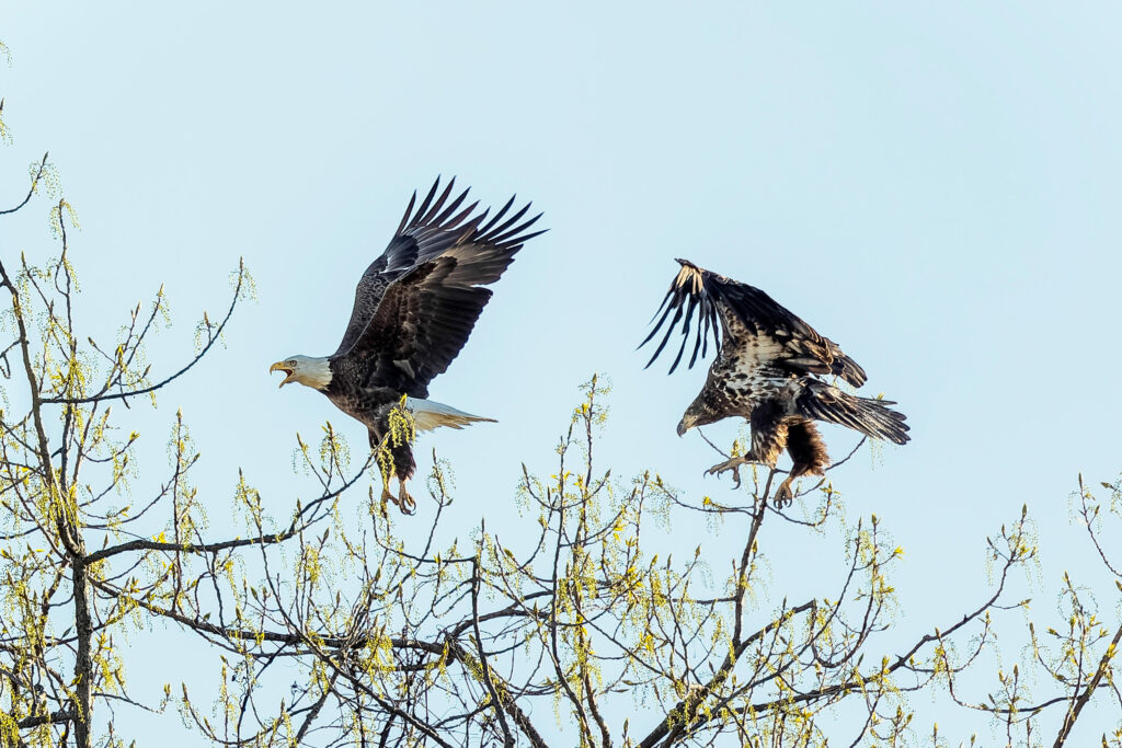 Bald eagles are seen at the John Heinz National Wildlife Refuge in South Philadelphia. Credit: Matt Cohen