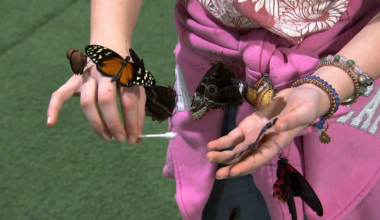 Philadelphia Flower Show Things to Do