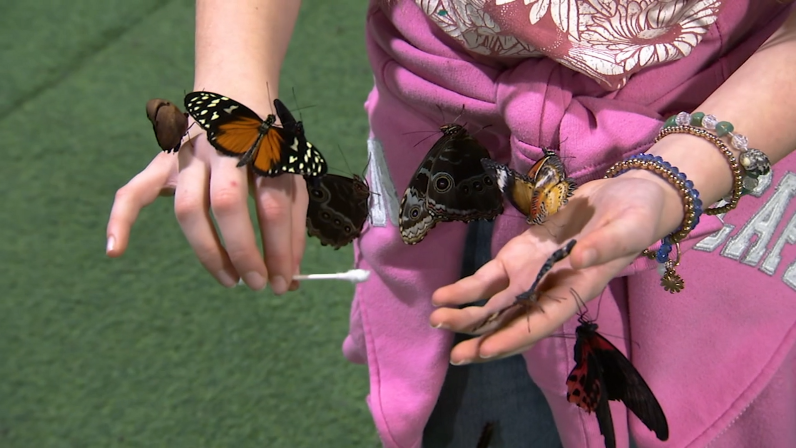 Philadelphia Flower Show Things to Do