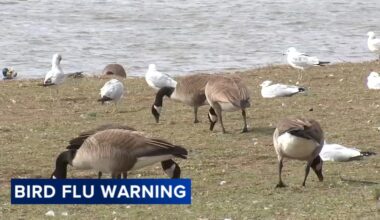 Officials continue to warn about bird flu outbreak in Pennsylvania