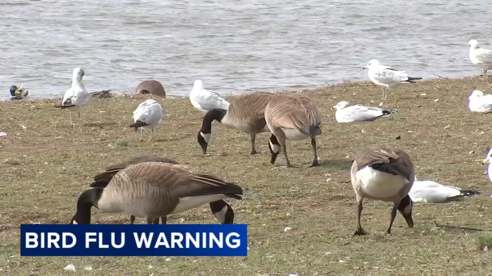 Officials continue to warn about bird flu outbreak in Pennsylvania