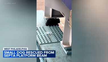 Dog rescued from SEPTA train track support beam in West Philadelphia