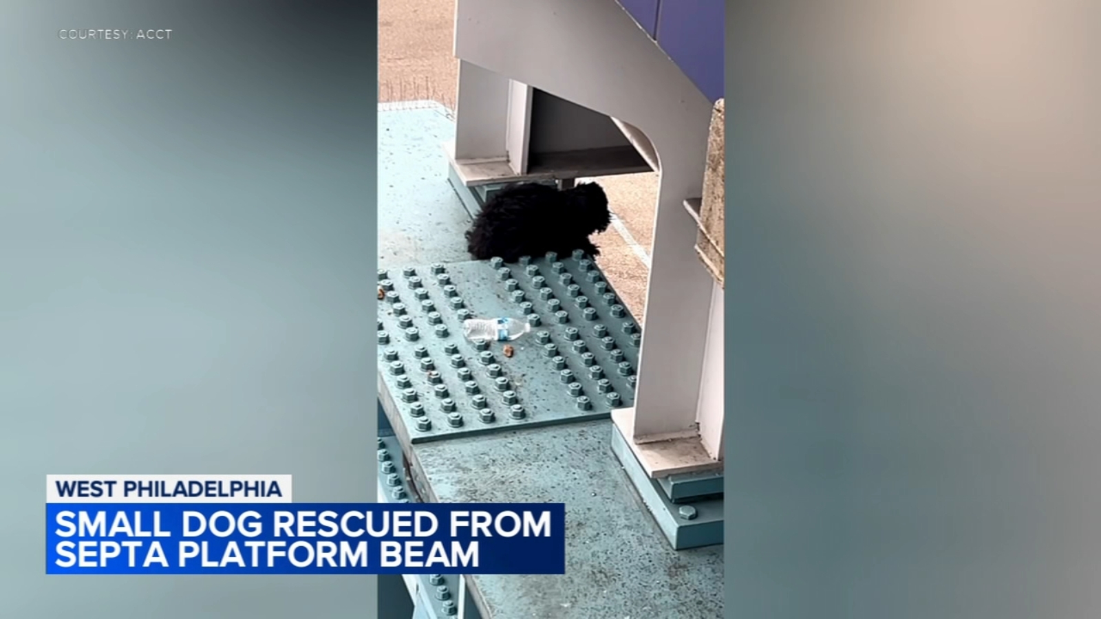 Dog rescued from SEPTA train track support beam in West Philadelphia