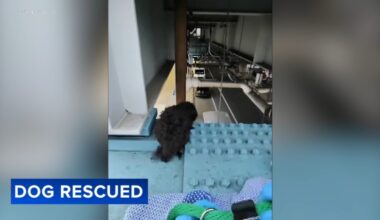 Dog rescued from train track support beam in West Philadelphia