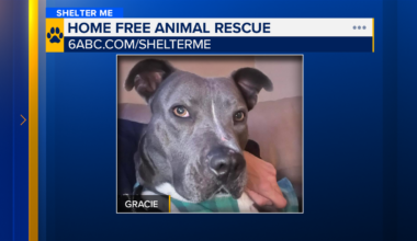 Shelter Me: Meet Gracie from Home Free Animal Rescue
