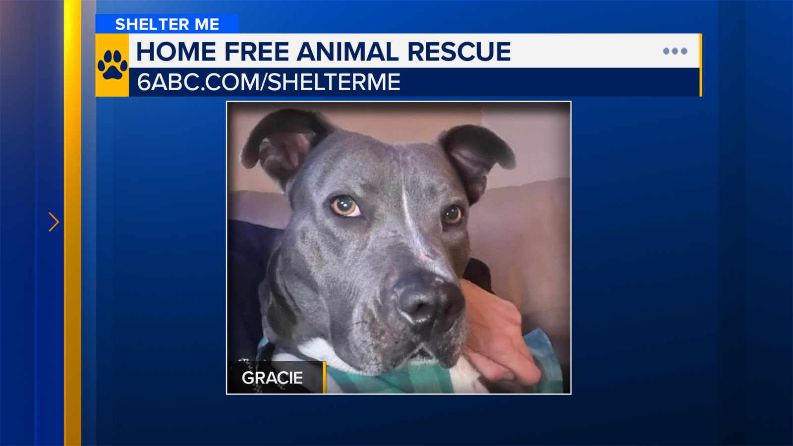 Shelter Me: Meet Gracie from Home Free Animal Rescue