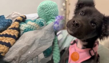 Kindness in Action: Clementine, a 6 lb. puppy nearly frozen to death, saved by kindness of strangers from across the globe