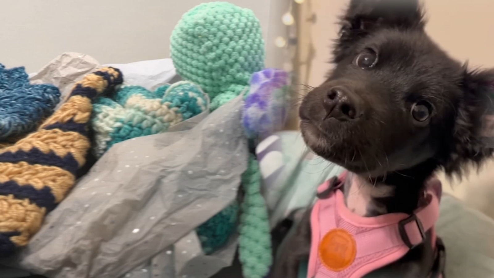 Kindness in Action: Clementine, a 6 lb. puppy nearly frozen to death, saved by kindness of strangers from across the globe