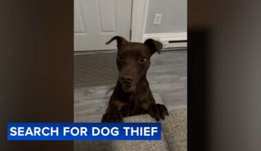 Stolen dog reunited with owner in Philadelphia's Fern Rock neighborhood as police search for suspect