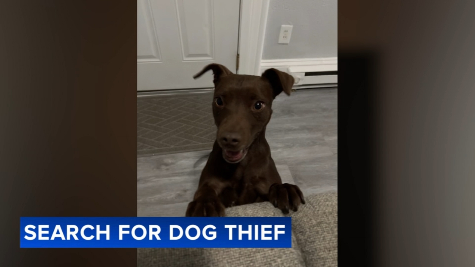 Stolen dog reunited with owner in Philadelphia's Fern Rock neighborhood as police search for suspect