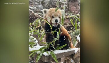 Red panda at Philadelphia Zoo dies