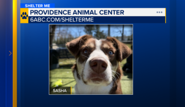 Shelter Me: Meet Sasha from Providence Animal Shelter
