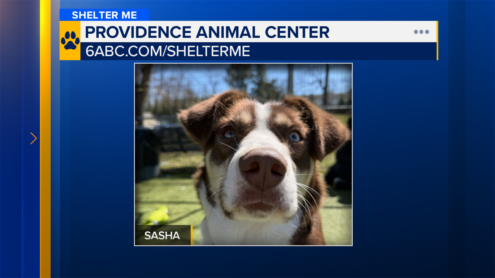 Shelter Me: Meet Sasha from Providence Animal Shelter
