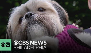 Should older adults get new dogs? | Pet Project