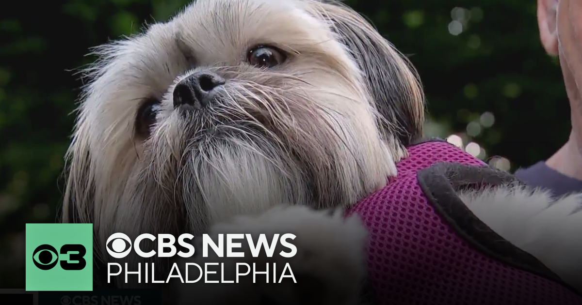 Should older adults get new dogs? | Pet Project