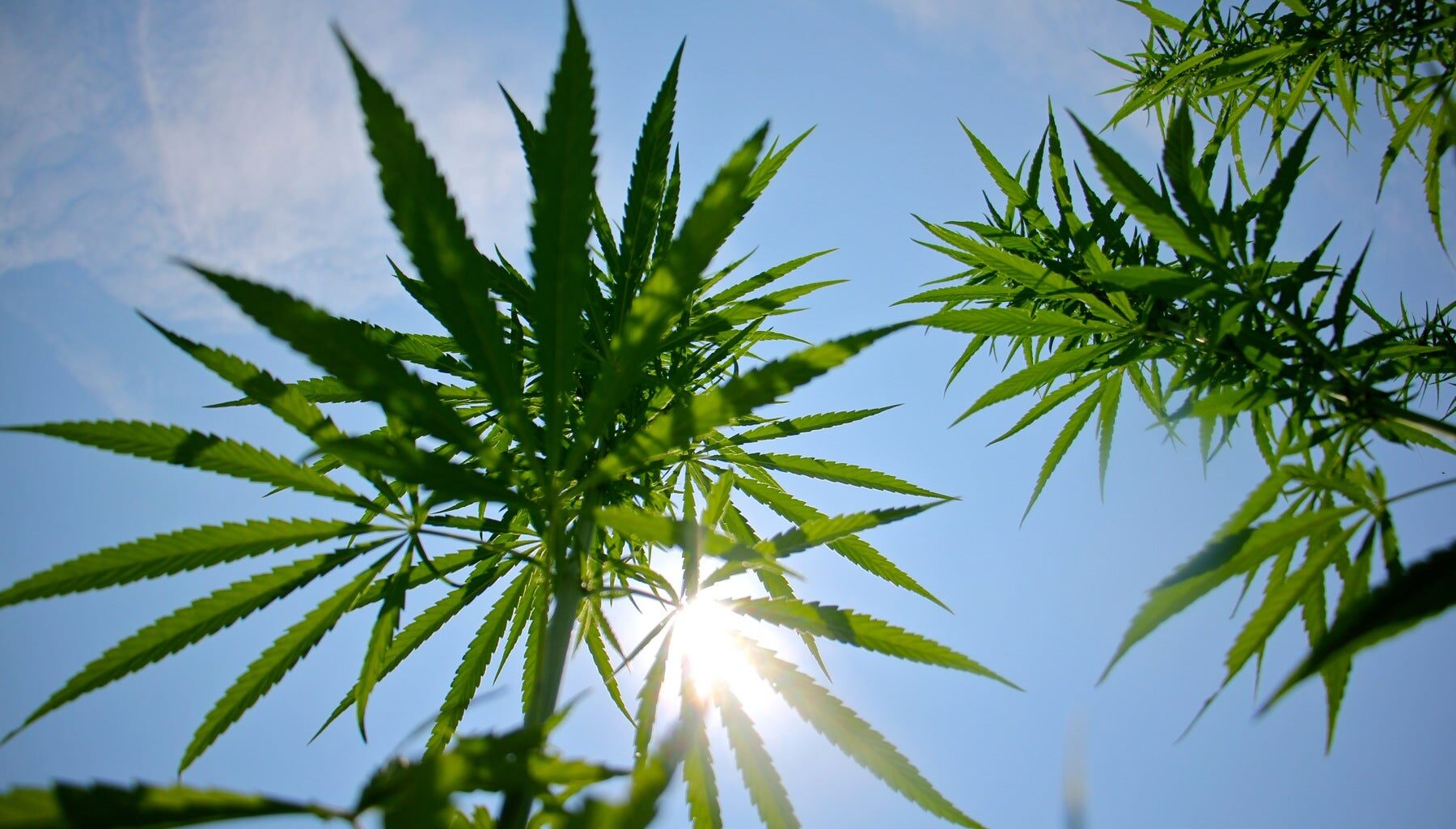 Pa. hemp leaders form guild, urge clear rules amid policy clash with cannabis, law enforcement