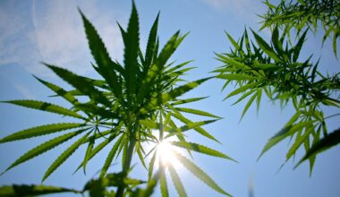 Pa. hemp leaders form guild, urge clear rules amid policy clash with cannabis, law enforcement