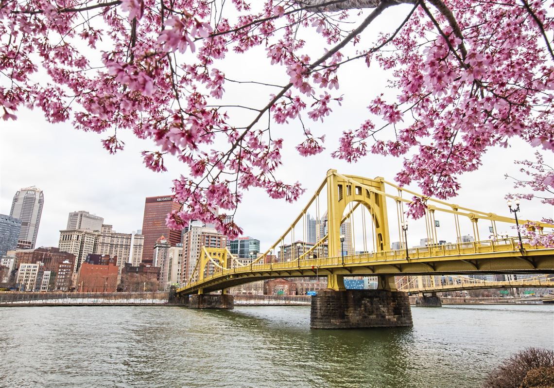 Pittsburgh’s Eastern redbud trees on pace to offer ‘a strong showing’ during NFL Draft