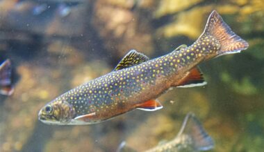 The Pennsylvania Aquarium on the North Shore? The Pittsburgh Zoo is exploring the idea