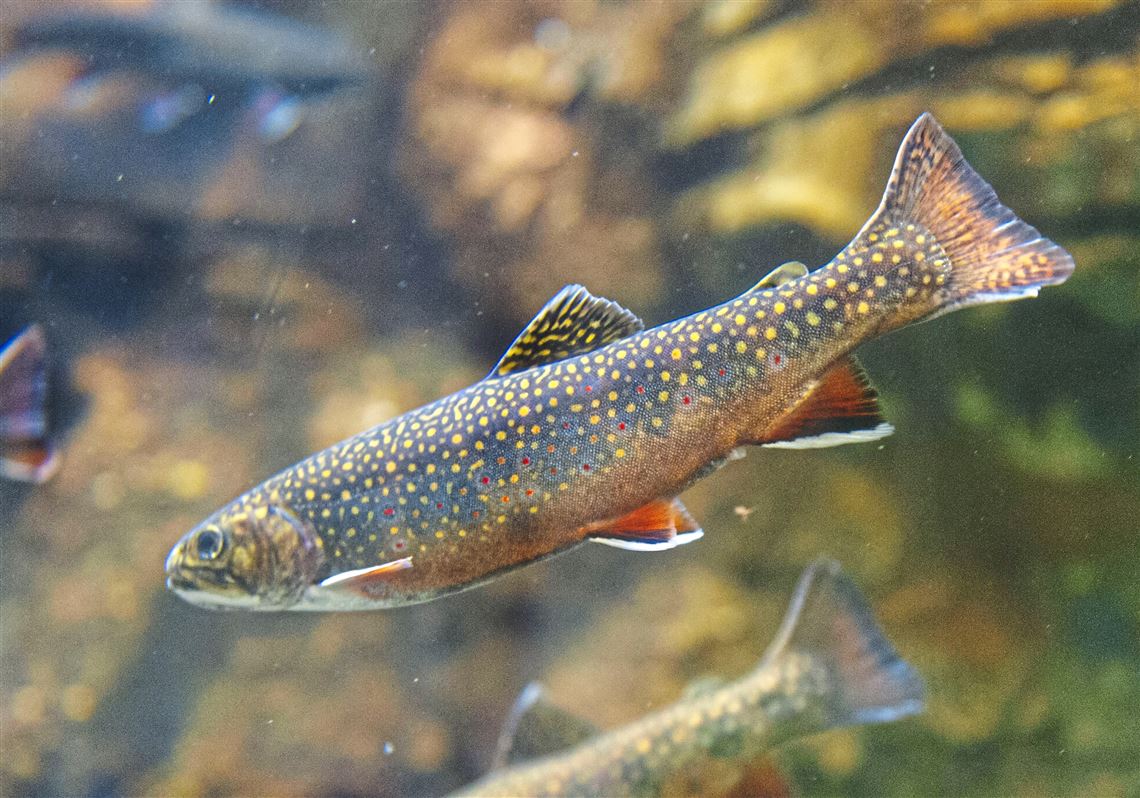 The Pennsylvania Aquarium on the North Shore? The Pittsburgh Zoo is exploring the idea