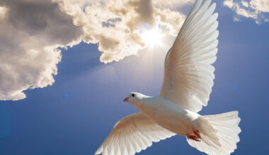 Tommy Erie Gaddis | Laclede County Record