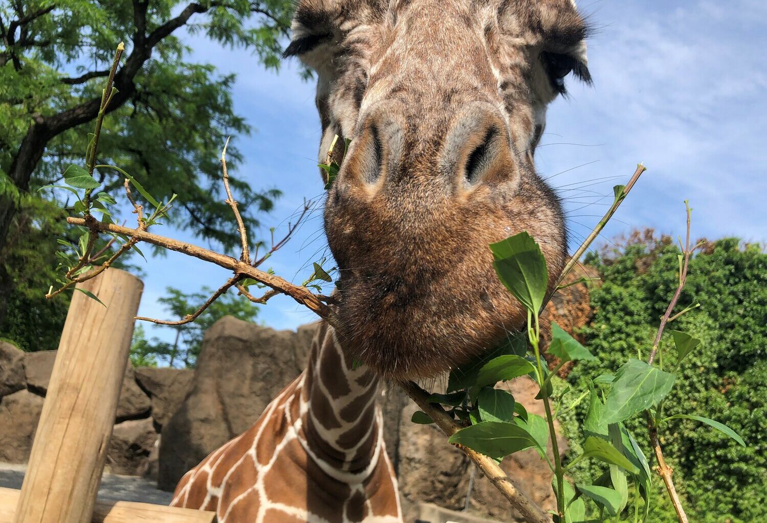Spring blooms at Philadelphia Zoo: Penguins, Bunny Brunch and more