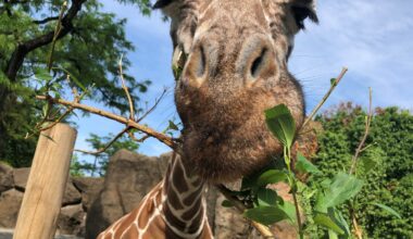 Spring blooms at Philadelphia Zoo: Penguins, Bunny Brunch and more