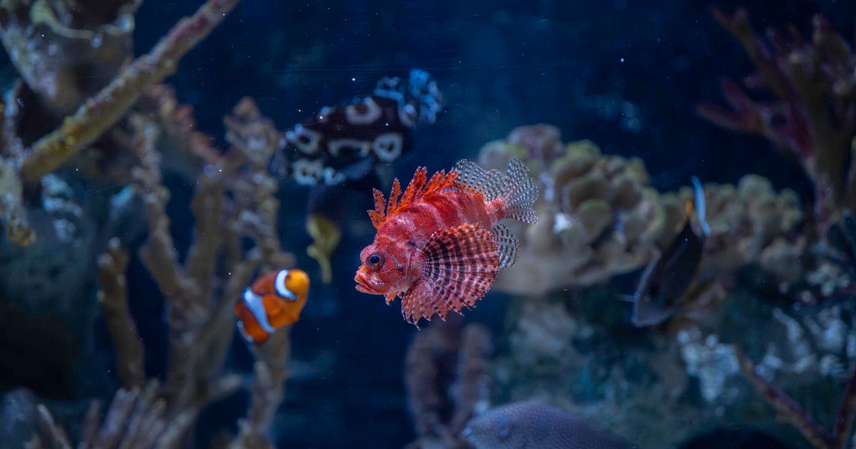 Pittsburgh Zoo wants to build new aquarium on North Shore