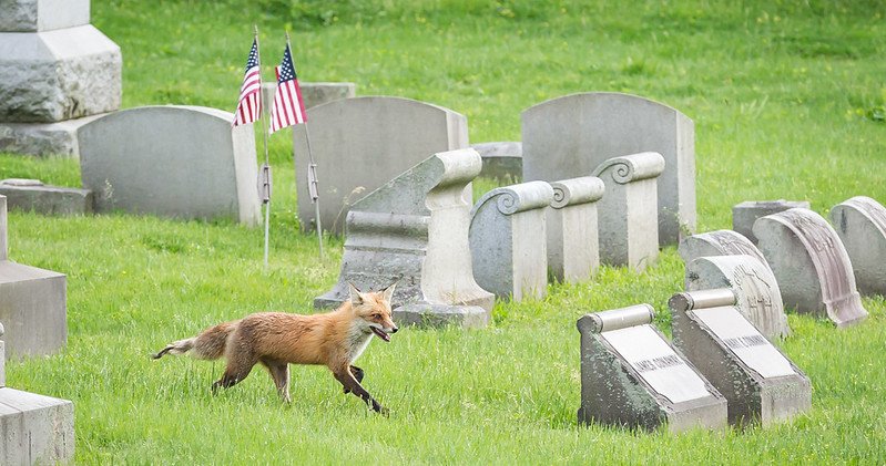 You might be surprised what’s living in Philly. This event asks you to find it