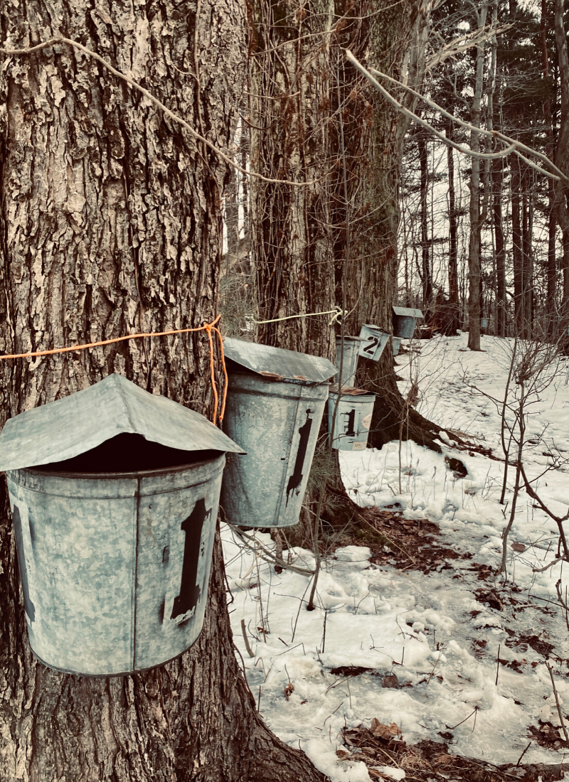 maple syrup making at NWPA Maple Taste and Tour Erie PA