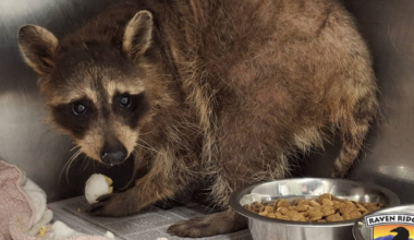South Philly neighbors rescue raccoon named Benito, who is recovering at Raven Ridge Wildlife Center