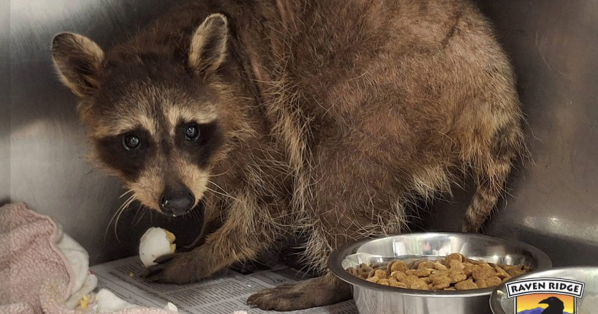 South Philly neighbors rescue raccoon named Benito, who is recovering at Raven Ridge Wildlife Center