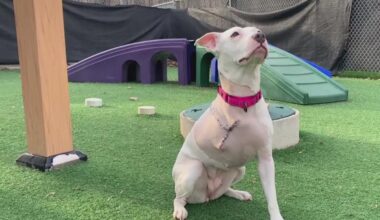 Pennsylvania Attorney's General investigates Pit bull puppy shot in Harrisburg