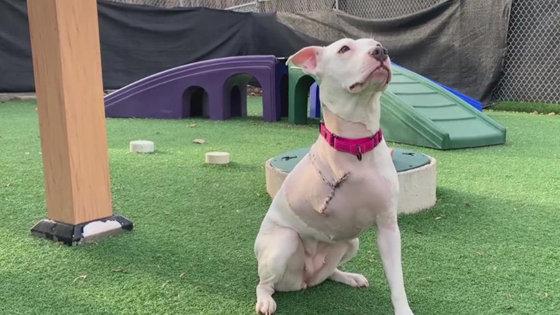 Pennsylvania Attorney's General investigates Pit bull puppy shot in Harrisburg