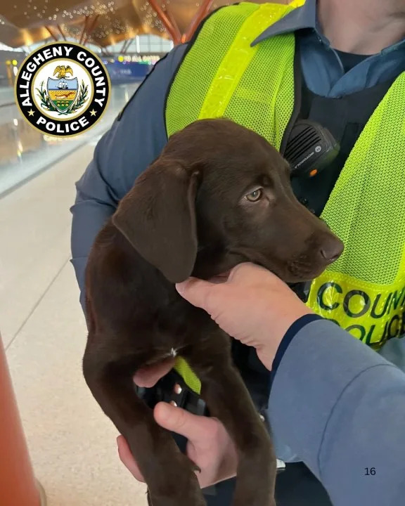 Pup abandoned at Pittsburgh International Airport. Photo from Allegheny County Police.