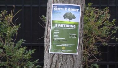 Trees to be removed to make room for NFL Draft Theater in Pittsburgh