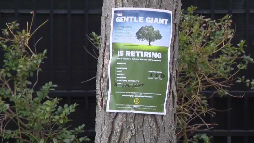 Trees to be removed to make room for NFL Draft Theater in Pittsburgh