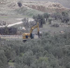 Israeli forces uproot hundreds of olive trees near Bethlehem