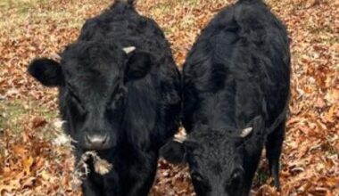 2 calves escape enclosure on Pittsburgh-area farm