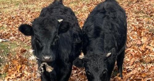 2 calves escape enclosure on Pittsburgh-area farm