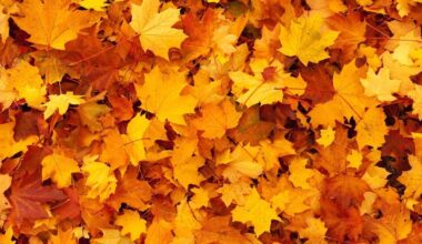 Reading announces start of curbside leaf collection | Berks Regional News