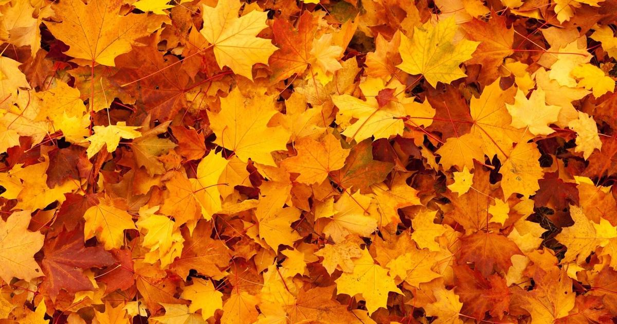 Reading announces start of curbside leaf collection | Berks Regional News