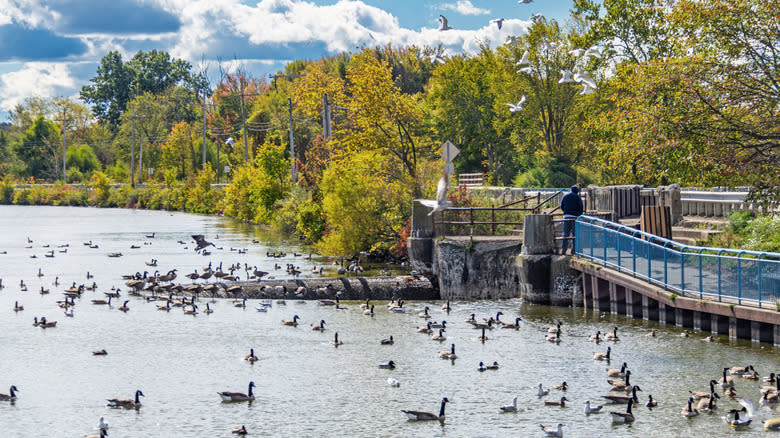 the Pymatuning Spillway, where ducks congregate, along the Pymatuning Reservoir in Pymatuning State Park in Western Pennsylvania