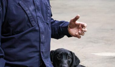 Rescue dogs to join Pittsburgh-area urban search team | Local News