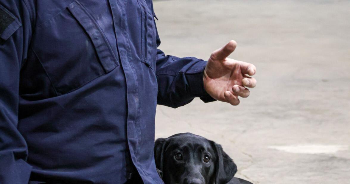 Rescue dogs to join Pittsburgh-area urban search team | Local News