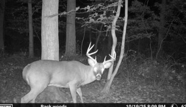 Deer harvest numbers show Pennsylvania is a top deer-hunting destination [column] | Outdoors