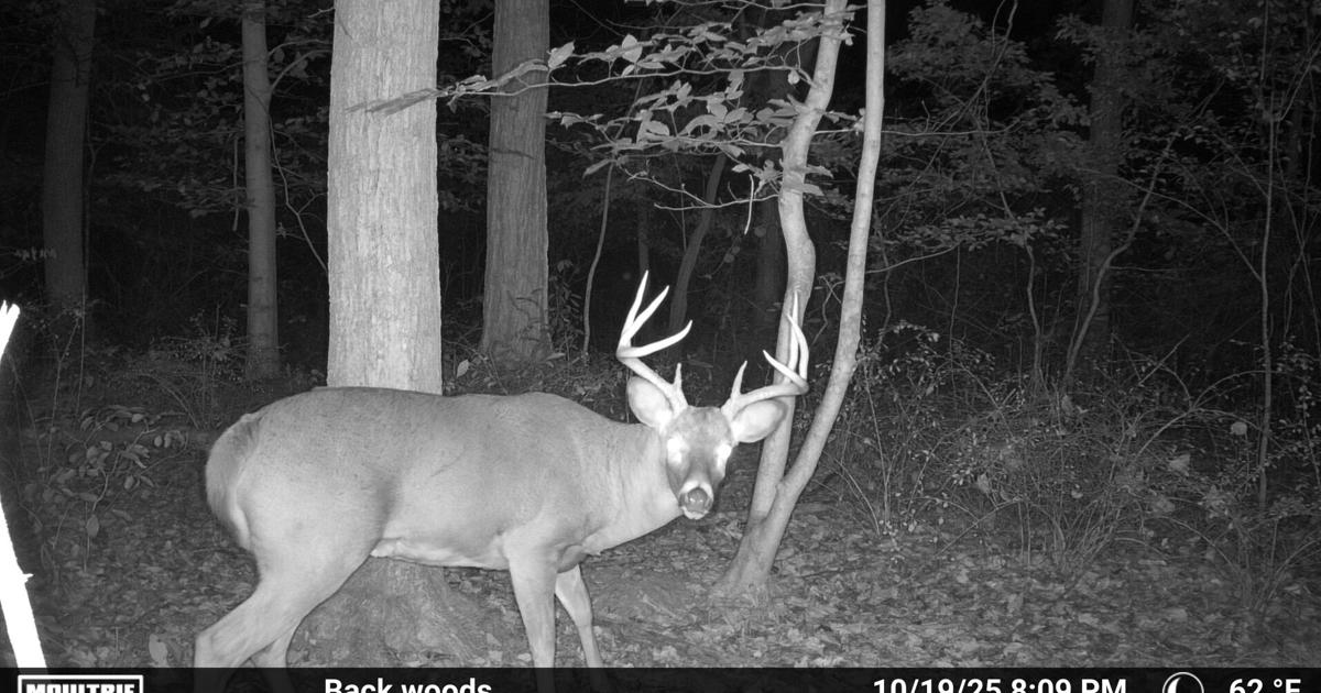 Deer harvest numbers show Pennsylvania is a top deer-hunting destination [column] | Outdoors