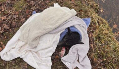 WARNING DISTURBING IMAGES: Severe Animal Cruelty Case in Erie | News